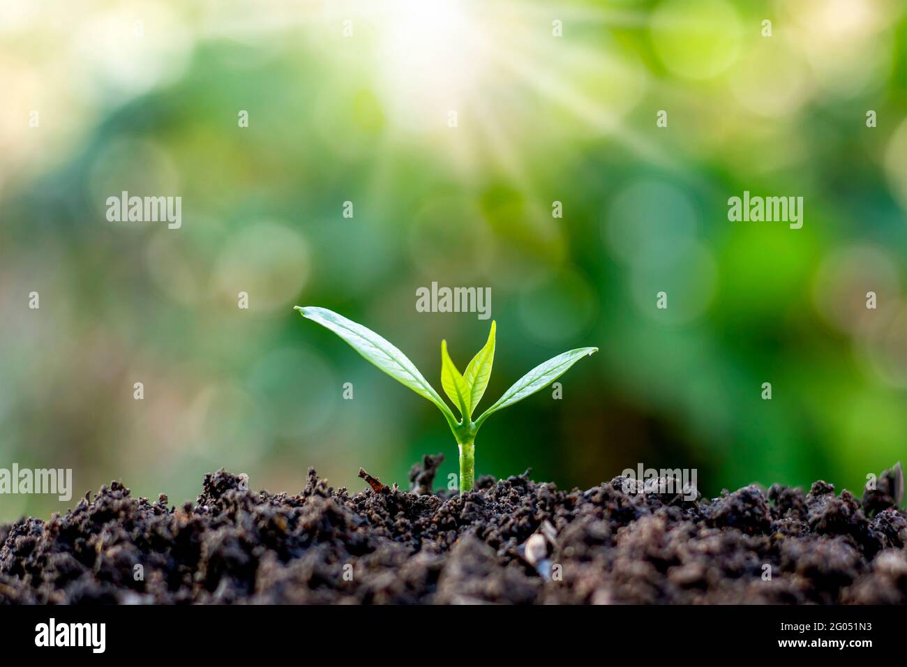 Les semis poussent à partir d'un sol fertile et le soleil du matin brille. Écologie et équilibre écologique. Banque D'Images