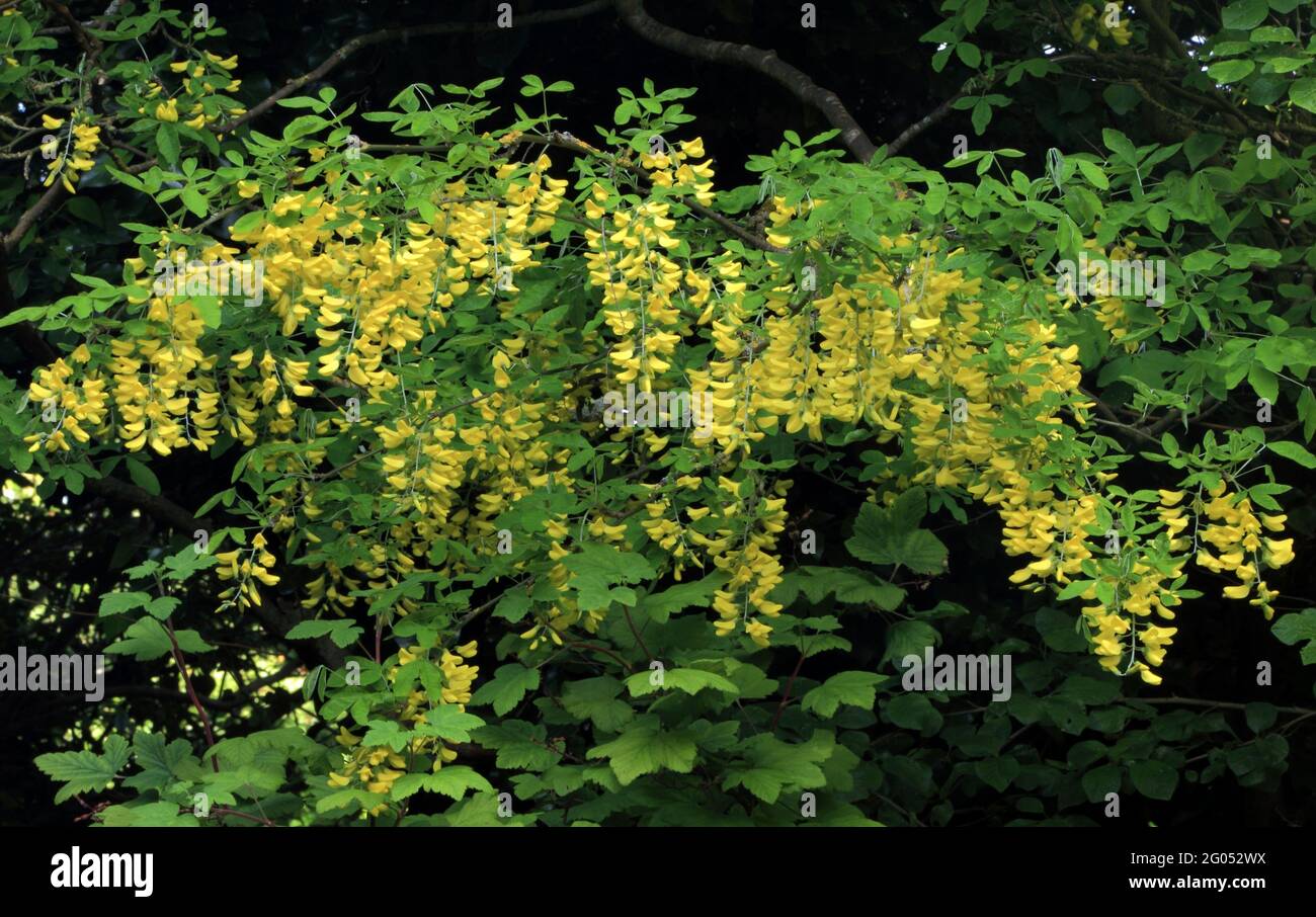 Laburnum x vossii 'Watereri' Banque D'Images