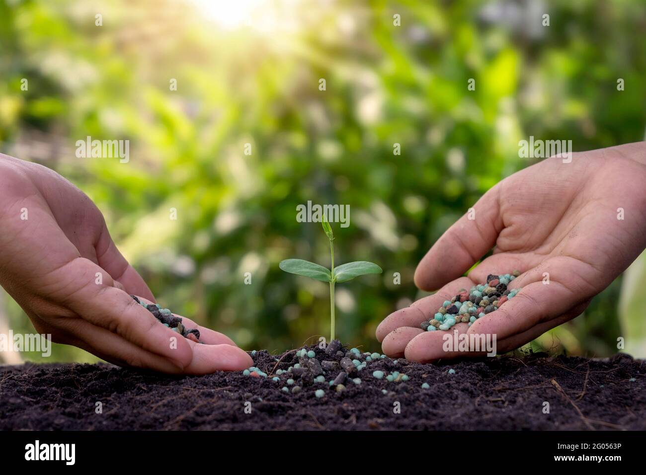 Les mains fertilisent les plantules et les arrosent sur un sol fertile. Concept d'agriculture, protéger la nature. Banque D'Images