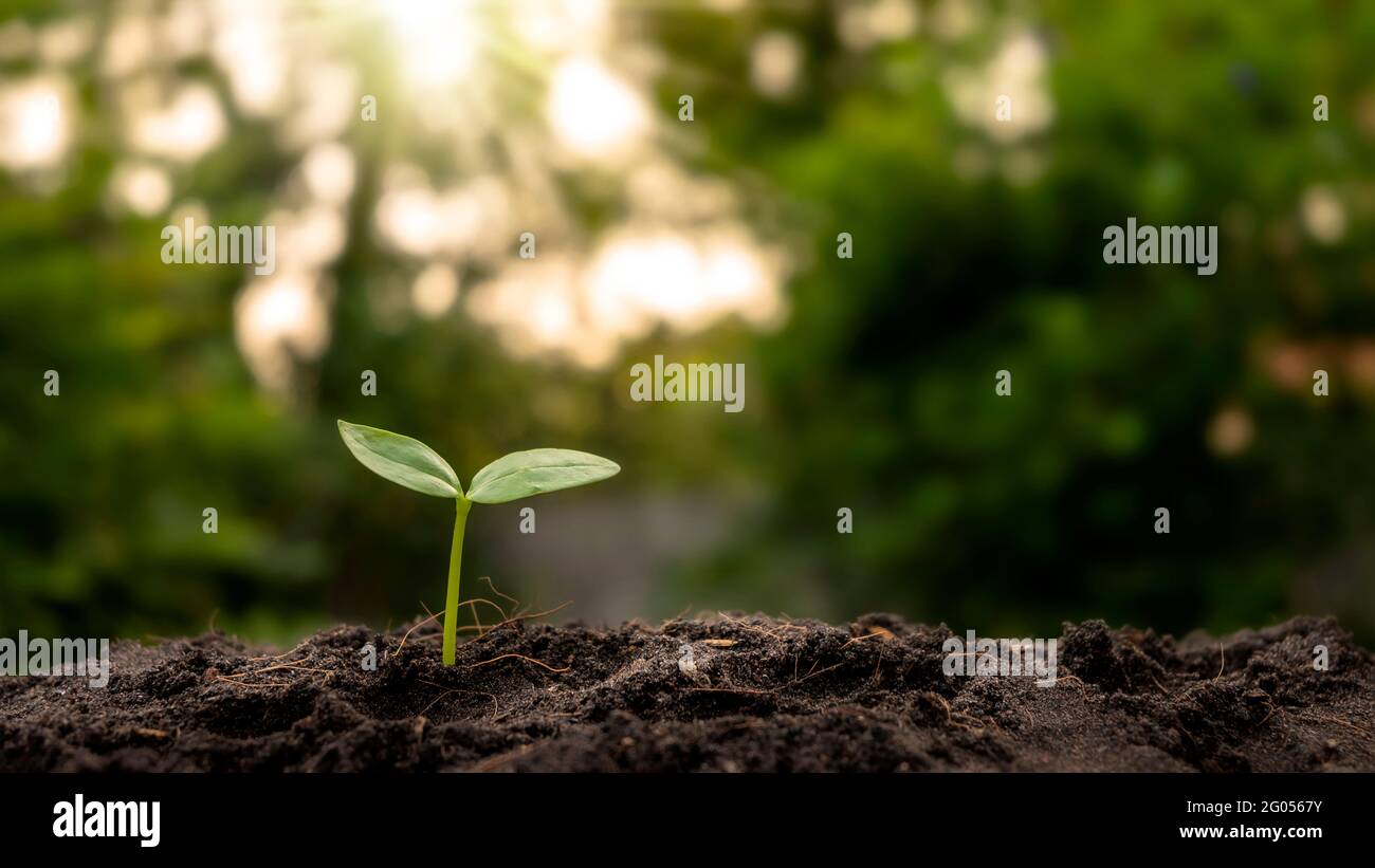Un arbre qui pousse sur le sol, concept de culture et de plantation de semences ou de plantation. Banque D'Images