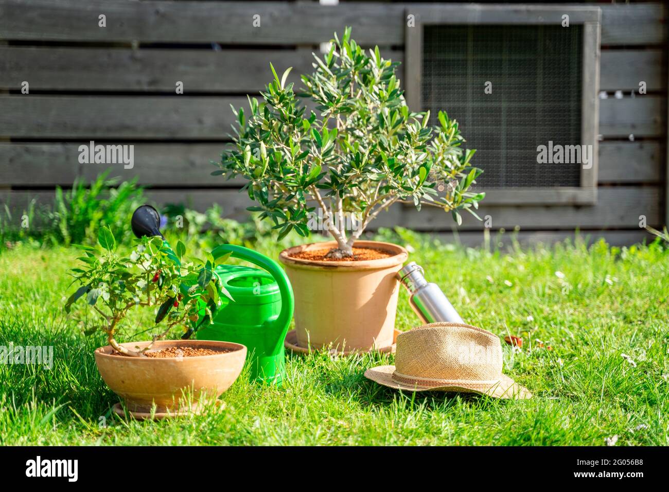 Arrosoir en plastique, plante à la maison en pot, chapeau de paille,  bouteille d'eau sur pelouse Photo Stock - Alamy