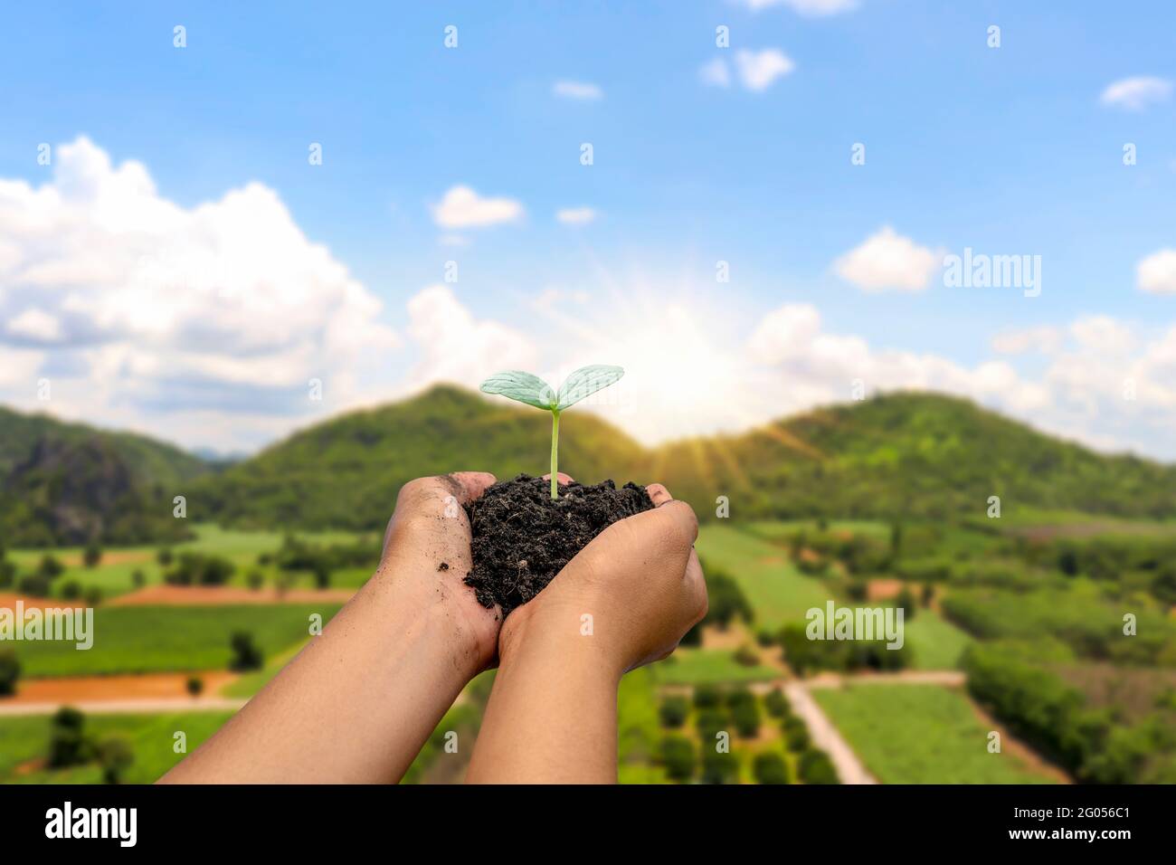 Les arbres sont plantés sur le sol entre des mains humaines avec des fonds verts naturels, le concept de croissance végétale et la protection de l'environnement. Banque D'Images