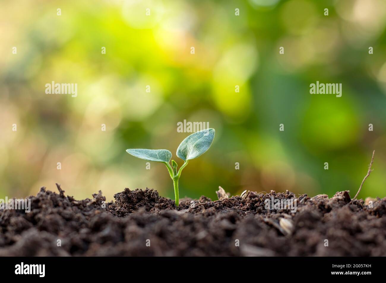 Plantes ou arbres avec des feuilles vertes poussant sur le sol et la nature verte toile de fond floue avec le concept de reboisement et restauration de forêt avec Banque D'Images