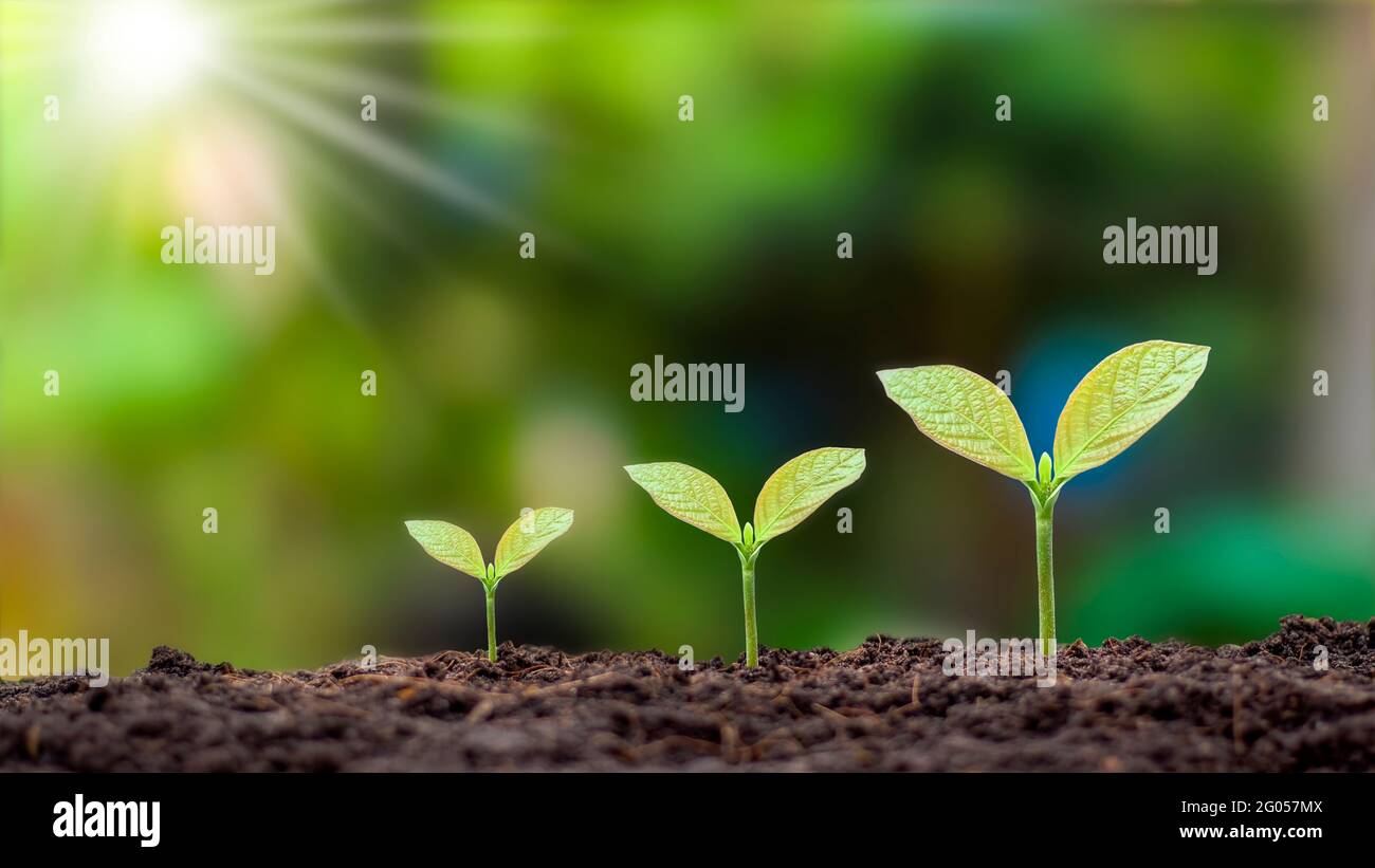 Présentation de la séquence de germination des plantes et du concept de croissance des plantes dans un environnement externe approprié. Banque D'Images