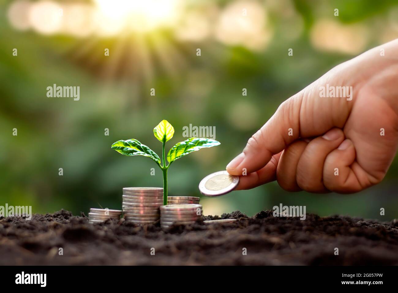 Arbre avec des feuilles vertes croissant de la pièce de monnaie et de fond vert naturel flou de finance et de gestion de l'argent concept pour les PME. Banque D'Images