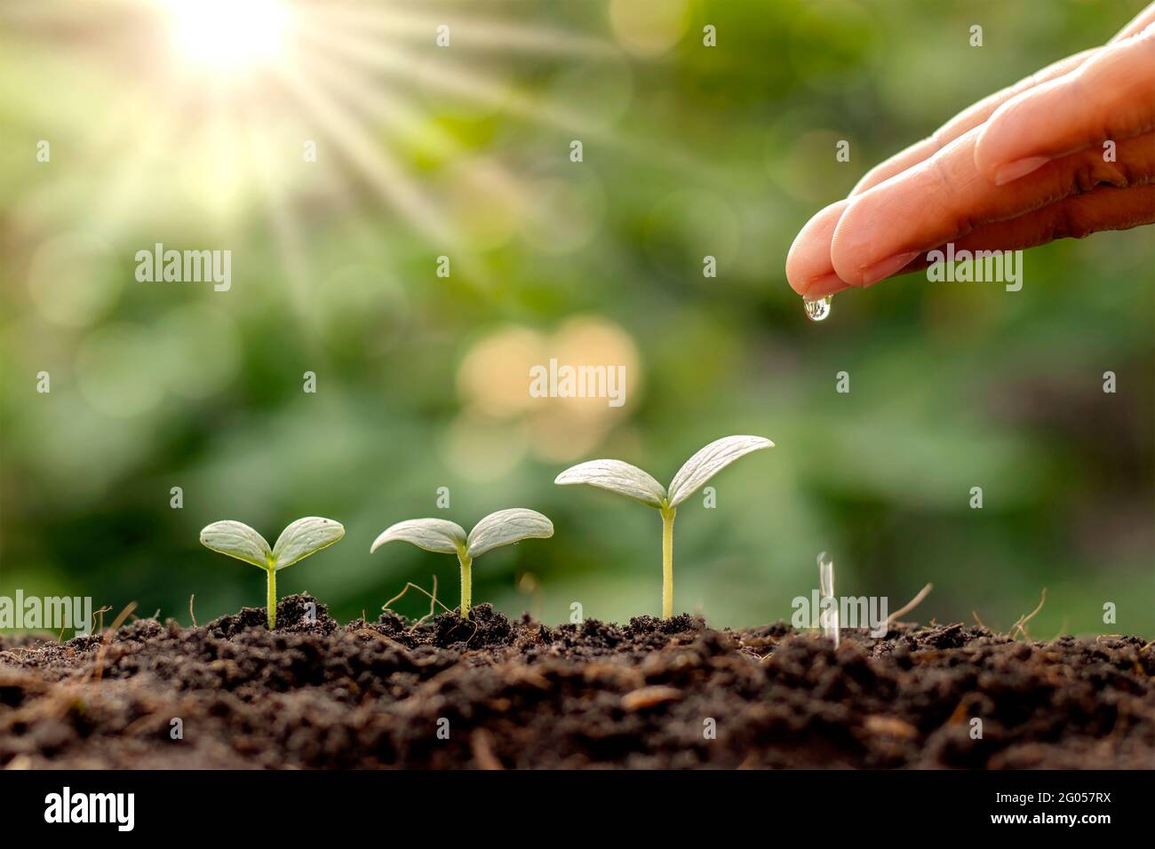 Entretien des plantes et l'eau les semis qui poussent dans l'ordre de la germination sur les sols fertiles, concept de l'eau et l'eau les plantes. Banque D'Images