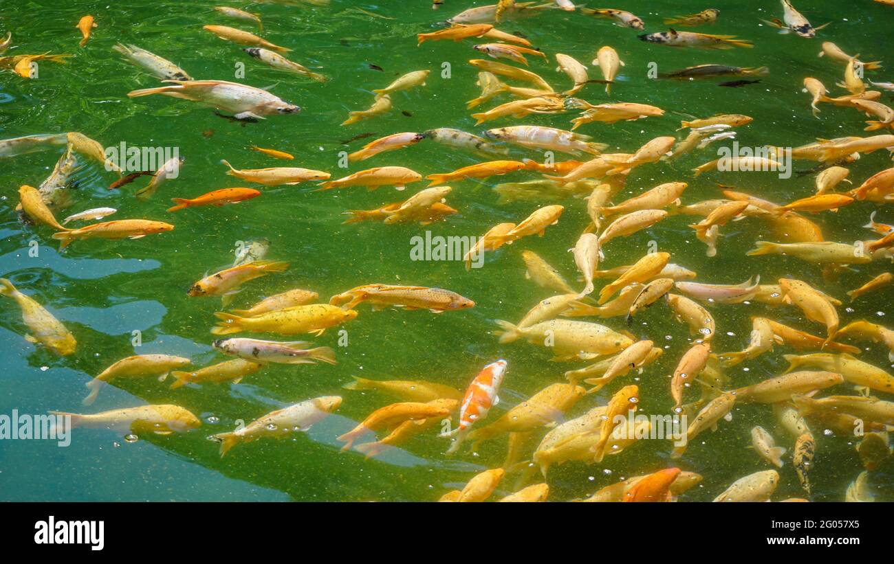 Vue sur le poisson dans l'étang à poissons Banque D'Images