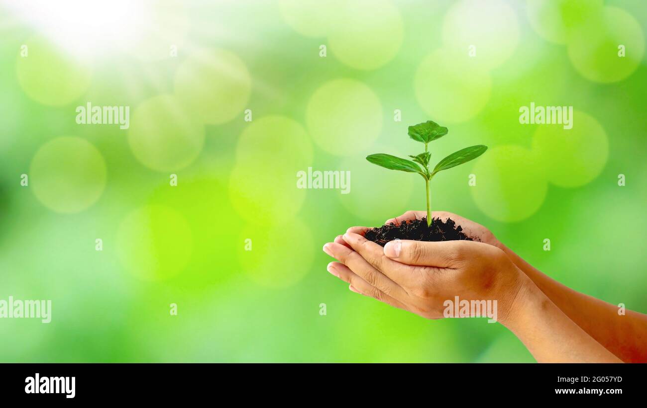 Les arbres sont plantés sur le sol entre des mains humaines avec des fonds verts naturels, le concept de croissance végétale et la protection de l'environnement. Banque D'Images