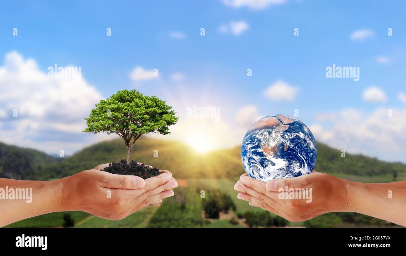 Échange de planètes entre les mains des humains avec de jeunes plantes entre les mains des humains, le concept du jour de la Terre et la conservation de l'environnement Banque D'Images