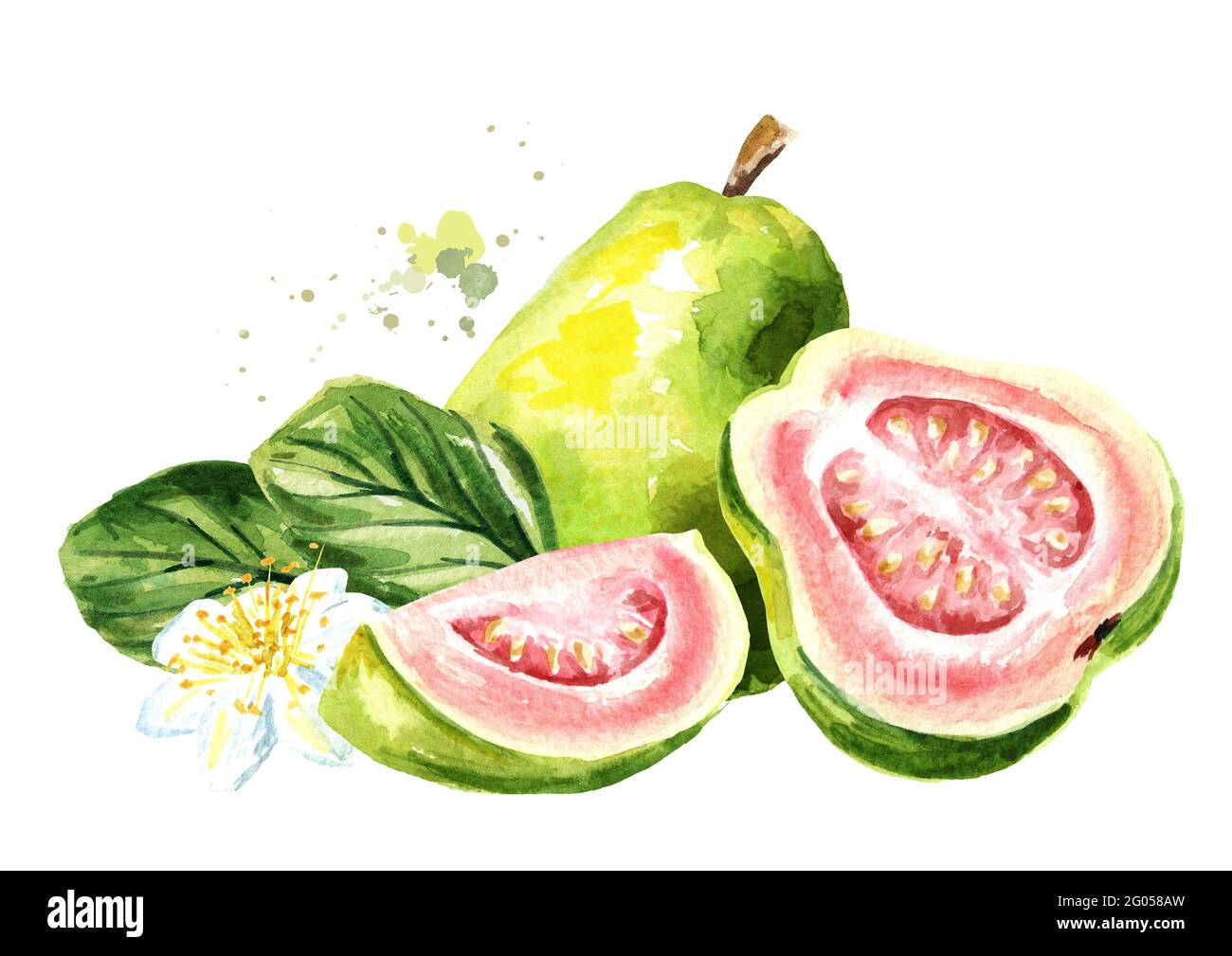 Fruit de goyave mûr rose avec feuilles et fleurs. Illustration aquarelle dessinée à la main, isolée sur fond blanc Banque D'Images