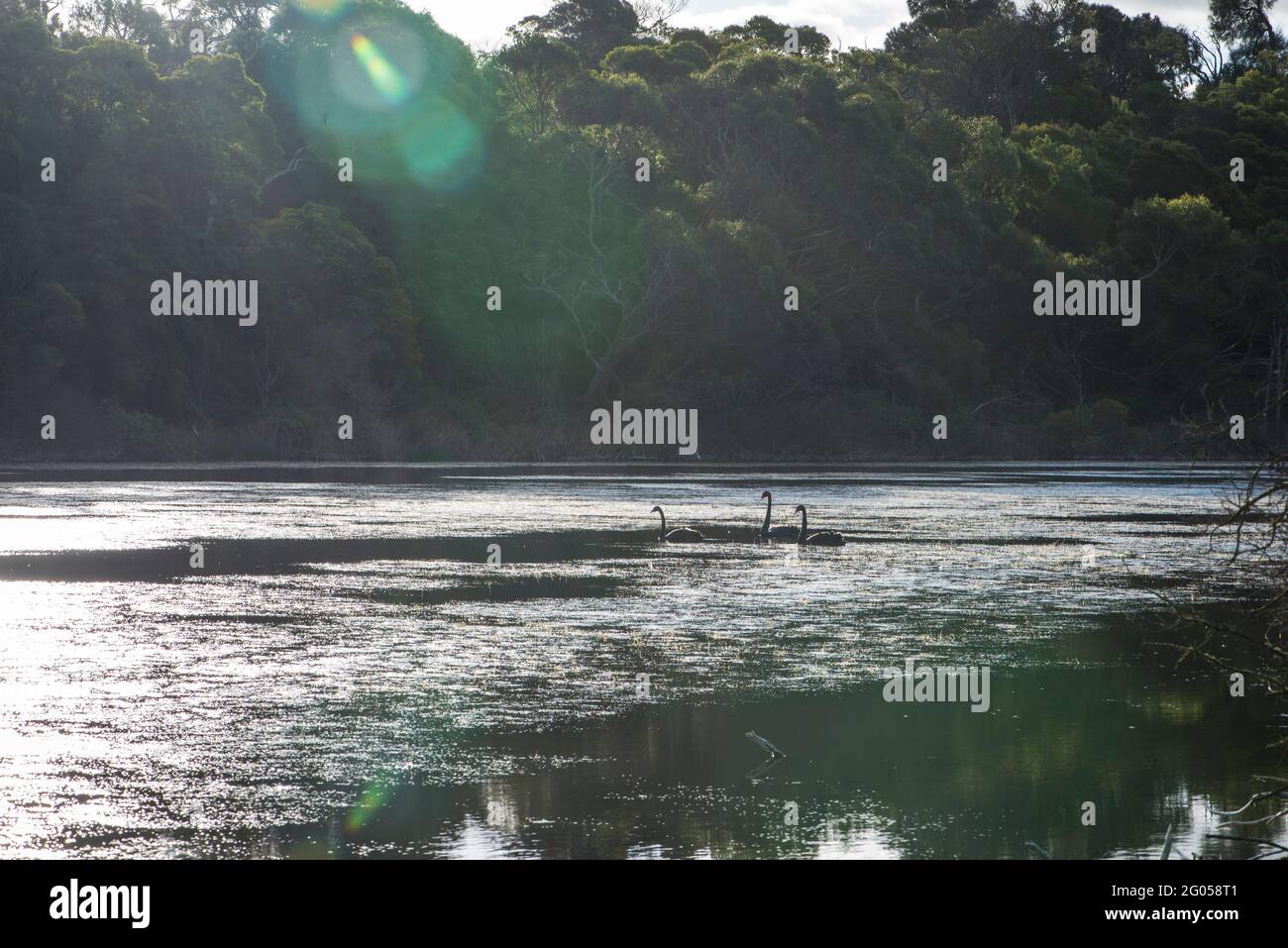 Cygnes noirs sur le lac ouest, Tower Hill, Victoria Banque D'Images