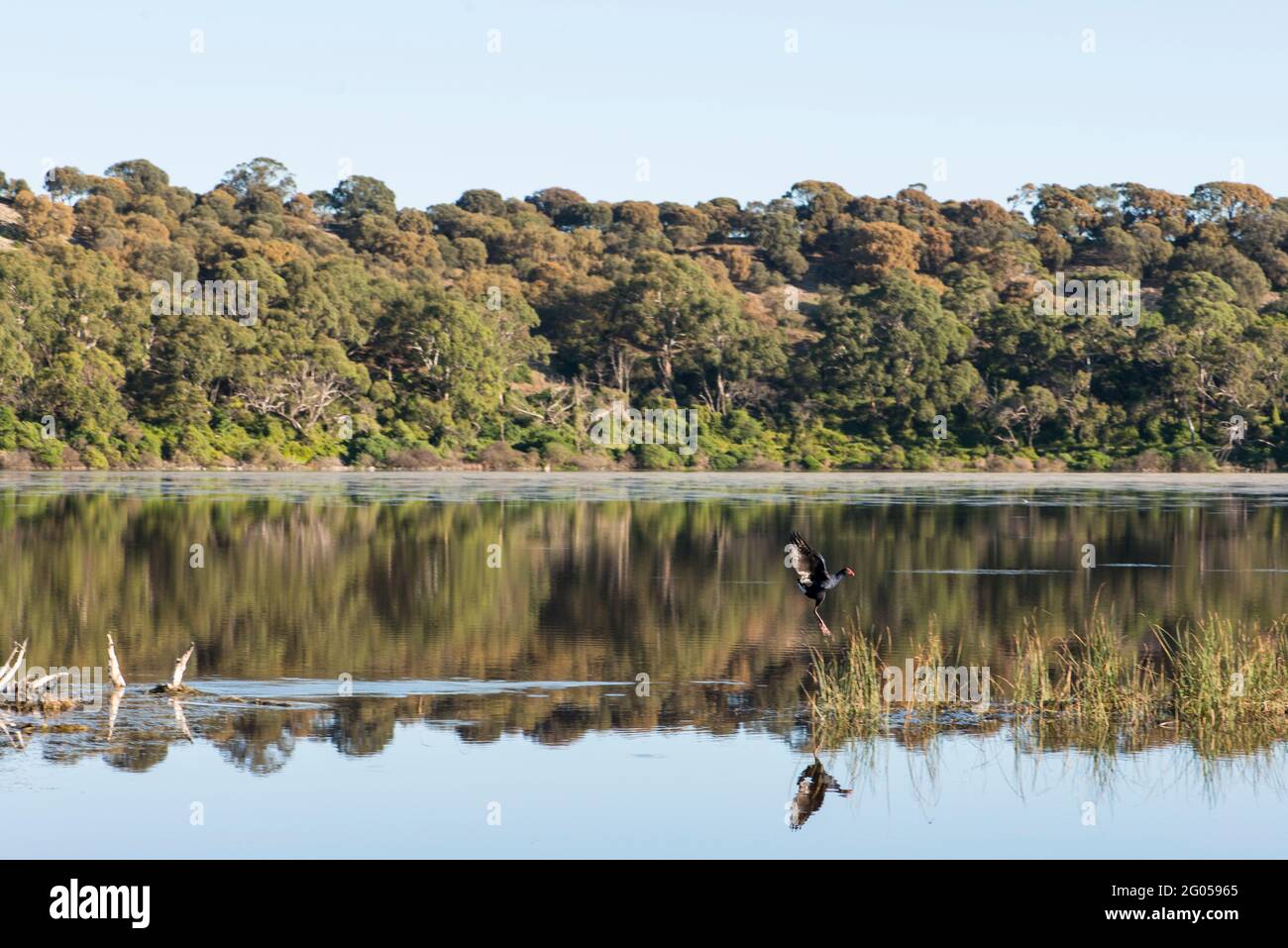 Dusky Moorhen en vol, Tower Hill, Victoria Banque D'Images