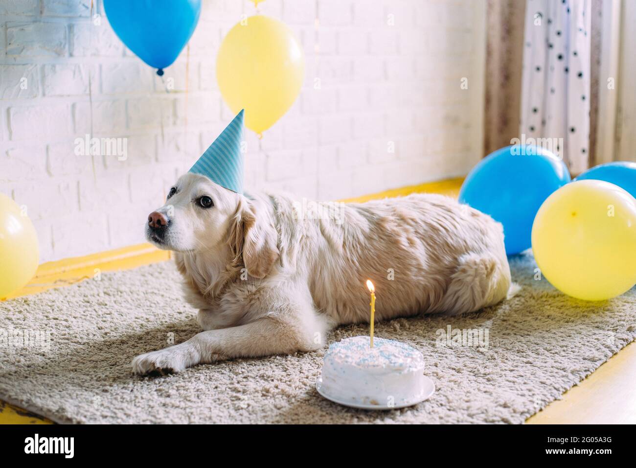 Le Chien Labrador Golden Retriever Fete Son Anniversaire Dans Une Casquette Et Avec Gateau Photo Stock Alamy