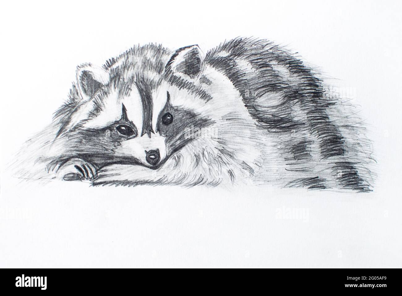 Joli blaireau moelleux dessiné avec un simple crayon. Badger européen