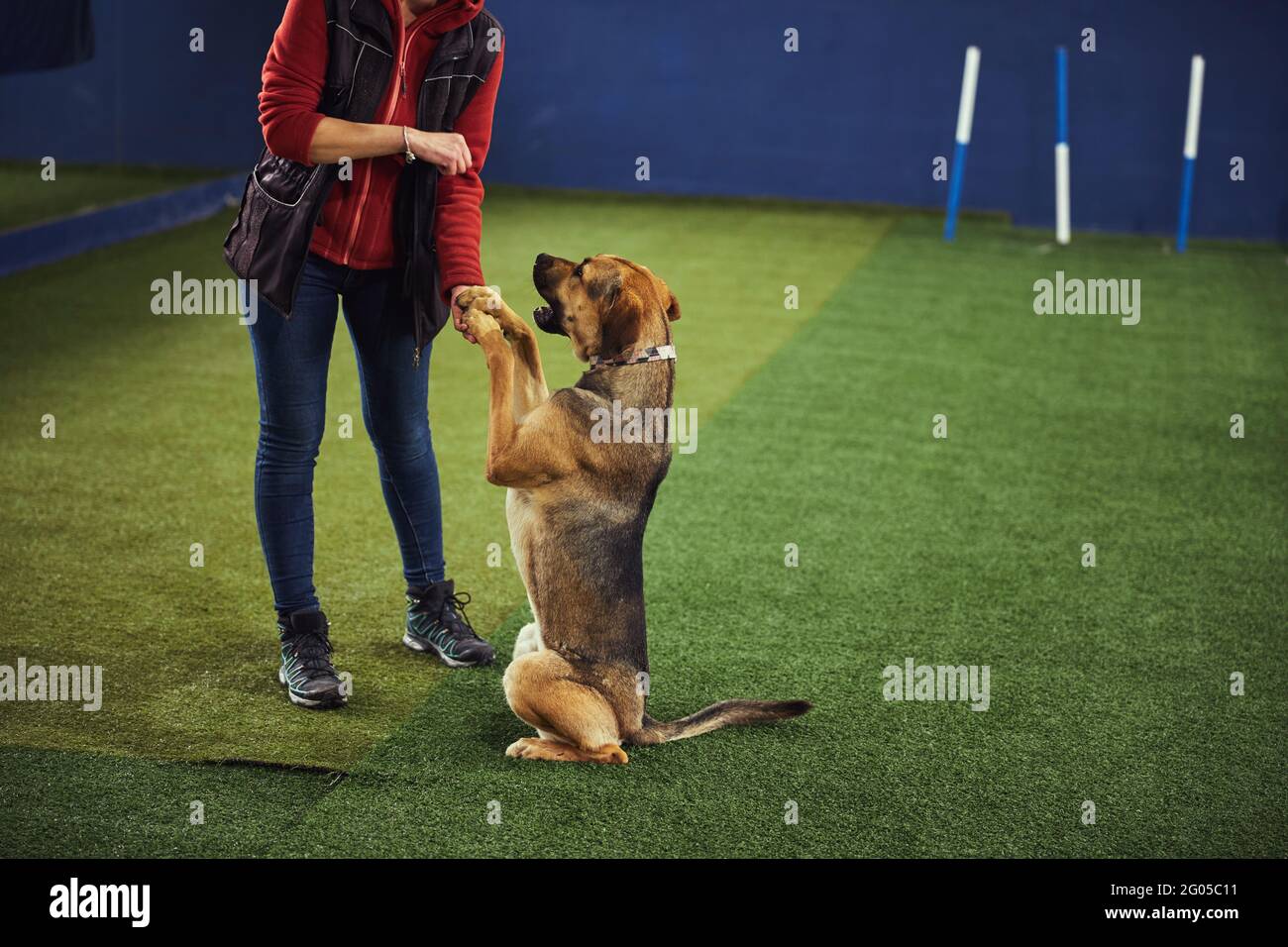Canine en cours de formation d'obéissance avec un maître expérimenté Photo  Stock - Alamy