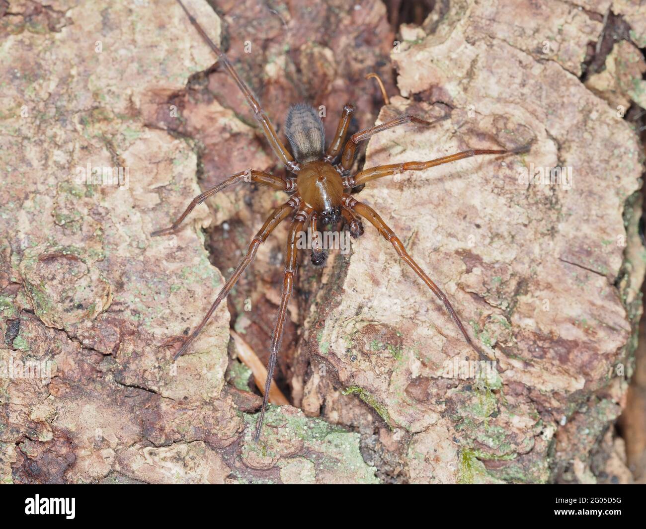 Callobius pictus ou araignée hacklemesh weaver similaire Banque D'Images