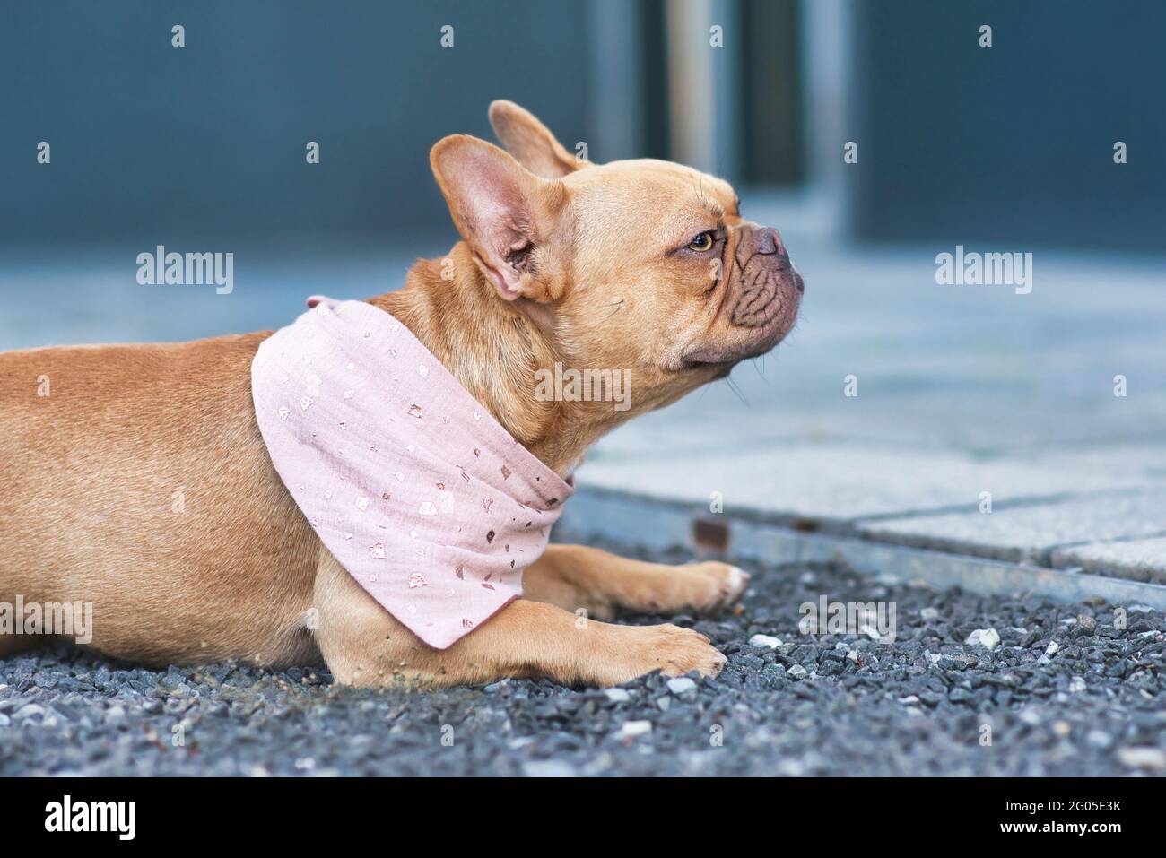 Vue latérale d'un chien Bulldog français rouge portant un rose bandanna autour du cou Banque D'Images