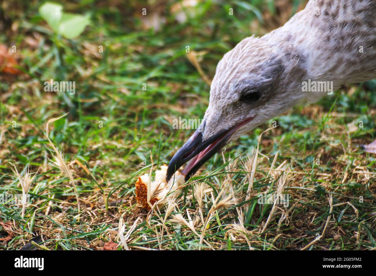 Un mouette sur l'herbe verte mange du pain ramasse. Banque D'Images