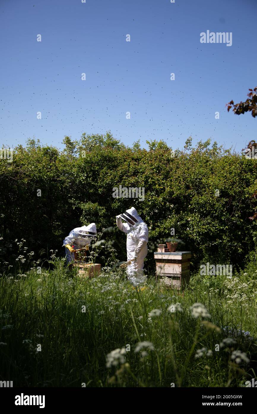 Deux apiculteurs inspectant des ruches avec un ciel bleu sans nuages Banque D'Images