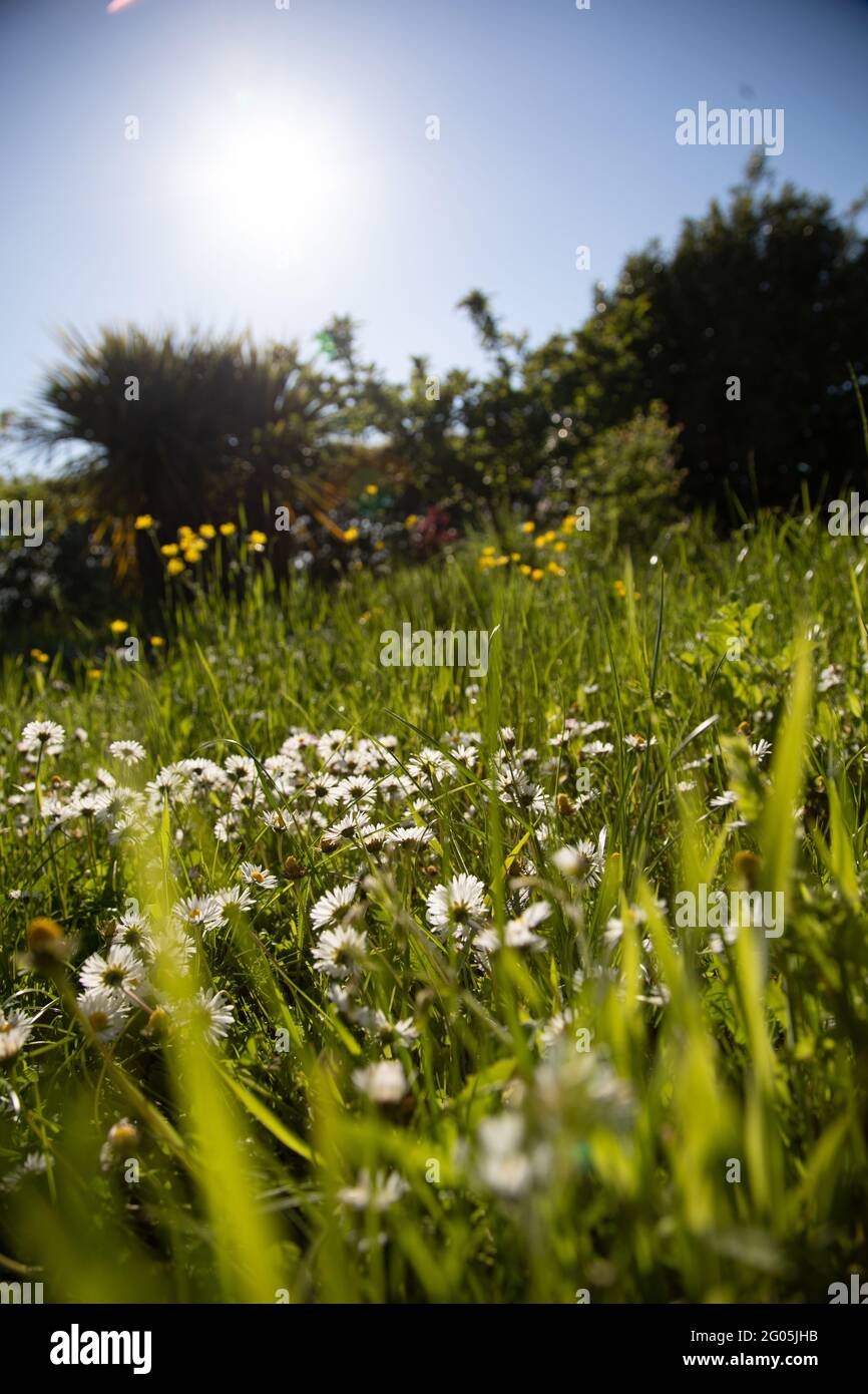 Pâquerettes très éclairées dans une pelouse sous un angle bas Banque D'Images