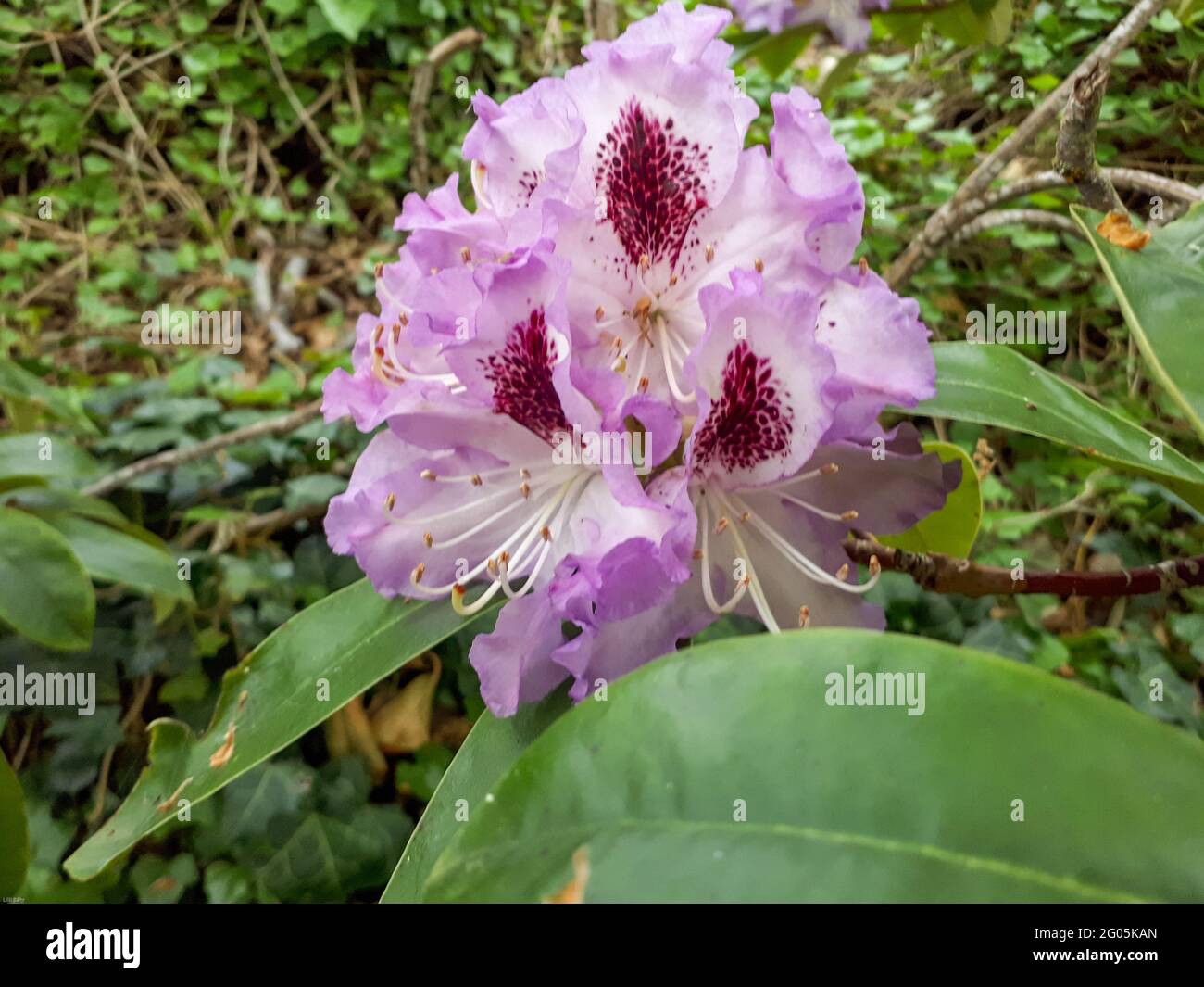 Gros plan de la fleur rose de Rhododendron ponticum en Allemagne.Fleurs ornementales à l'extérieur Banque D'Images
