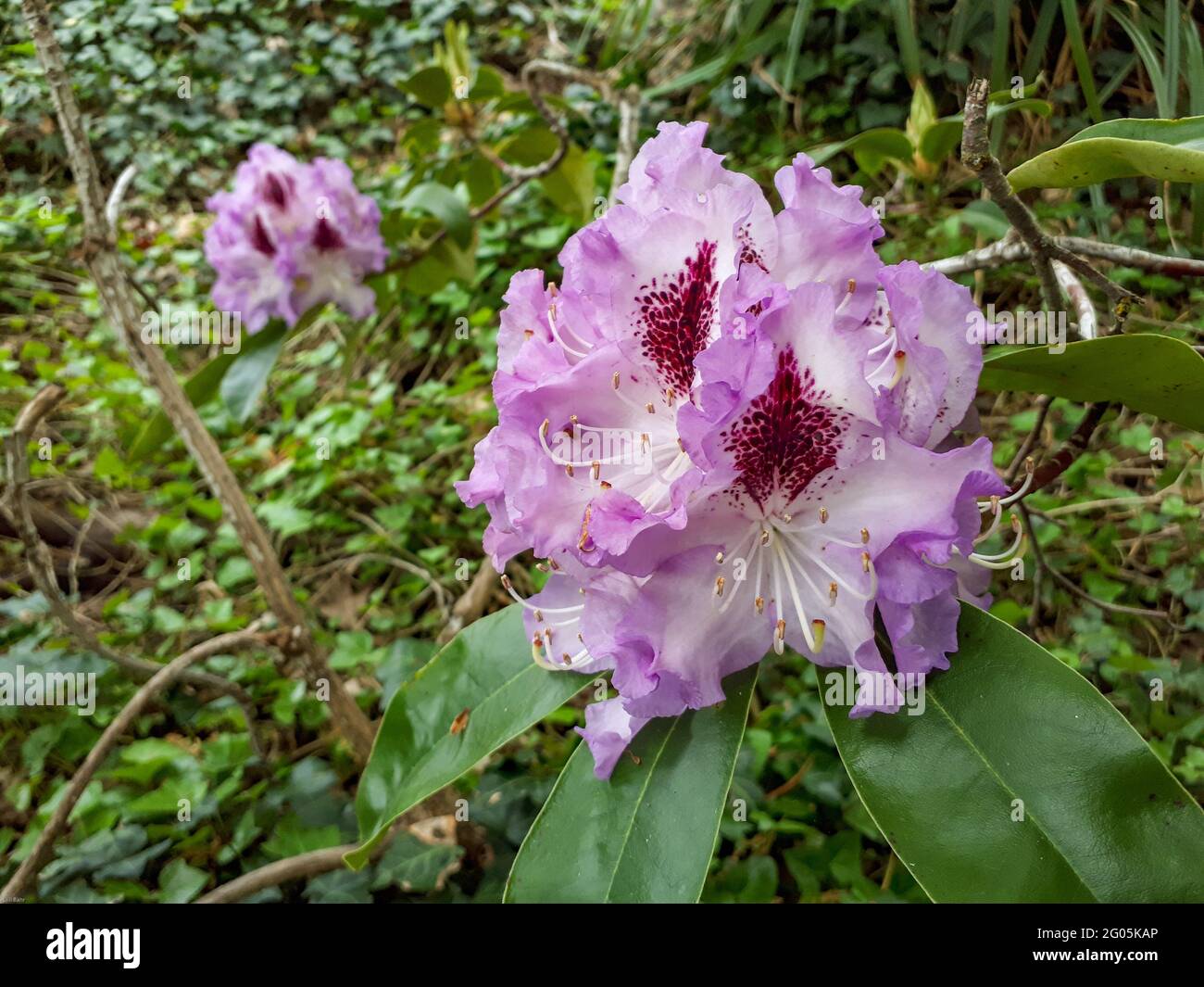 Belle fleur rose de rhododendron, gros plan.Fleurs ornementales à l'extérieur Banque D'Images