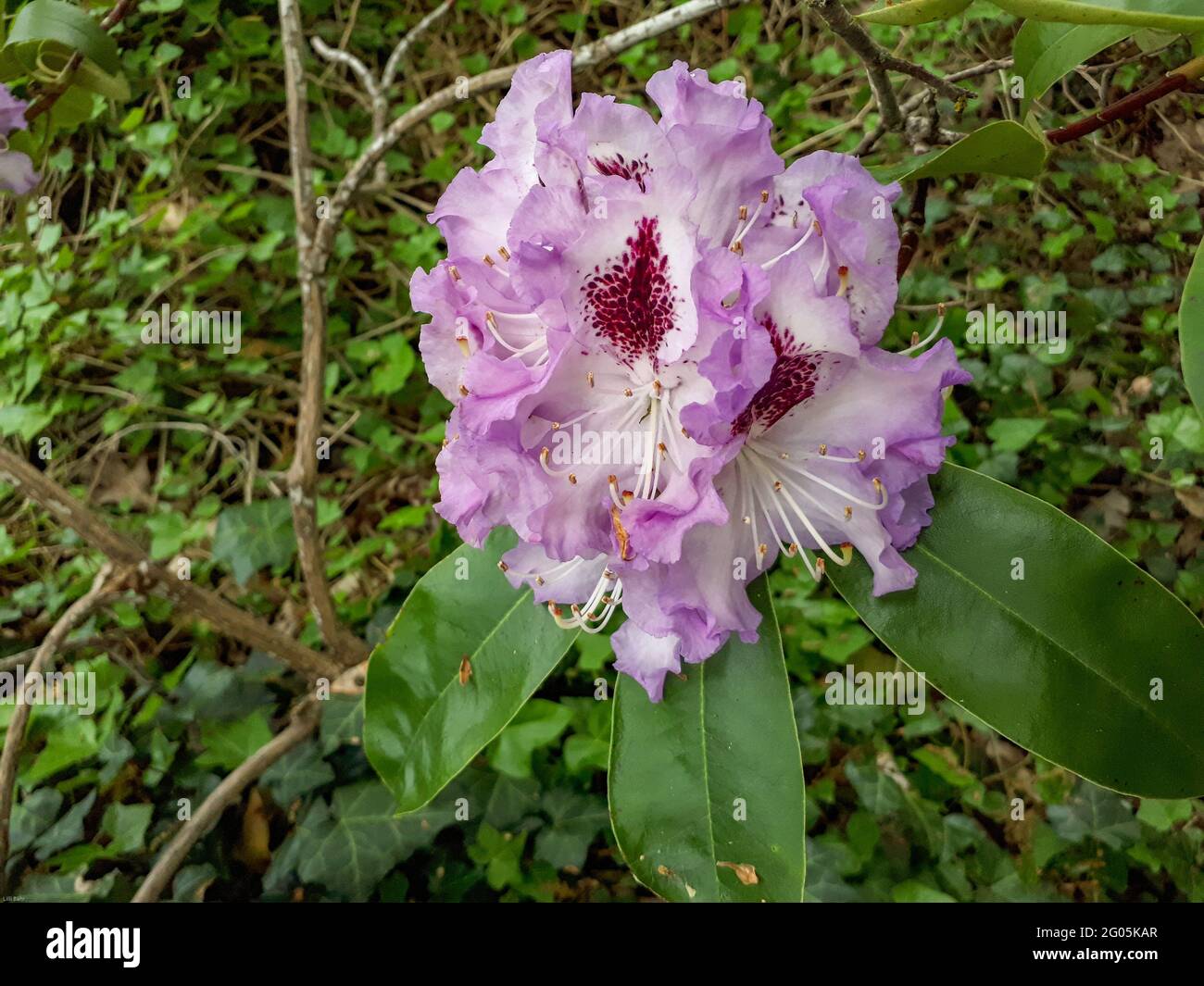 Belle photo de la fleur d'une plante appelée Rhododendron.Fleur décorative Banque D'Images