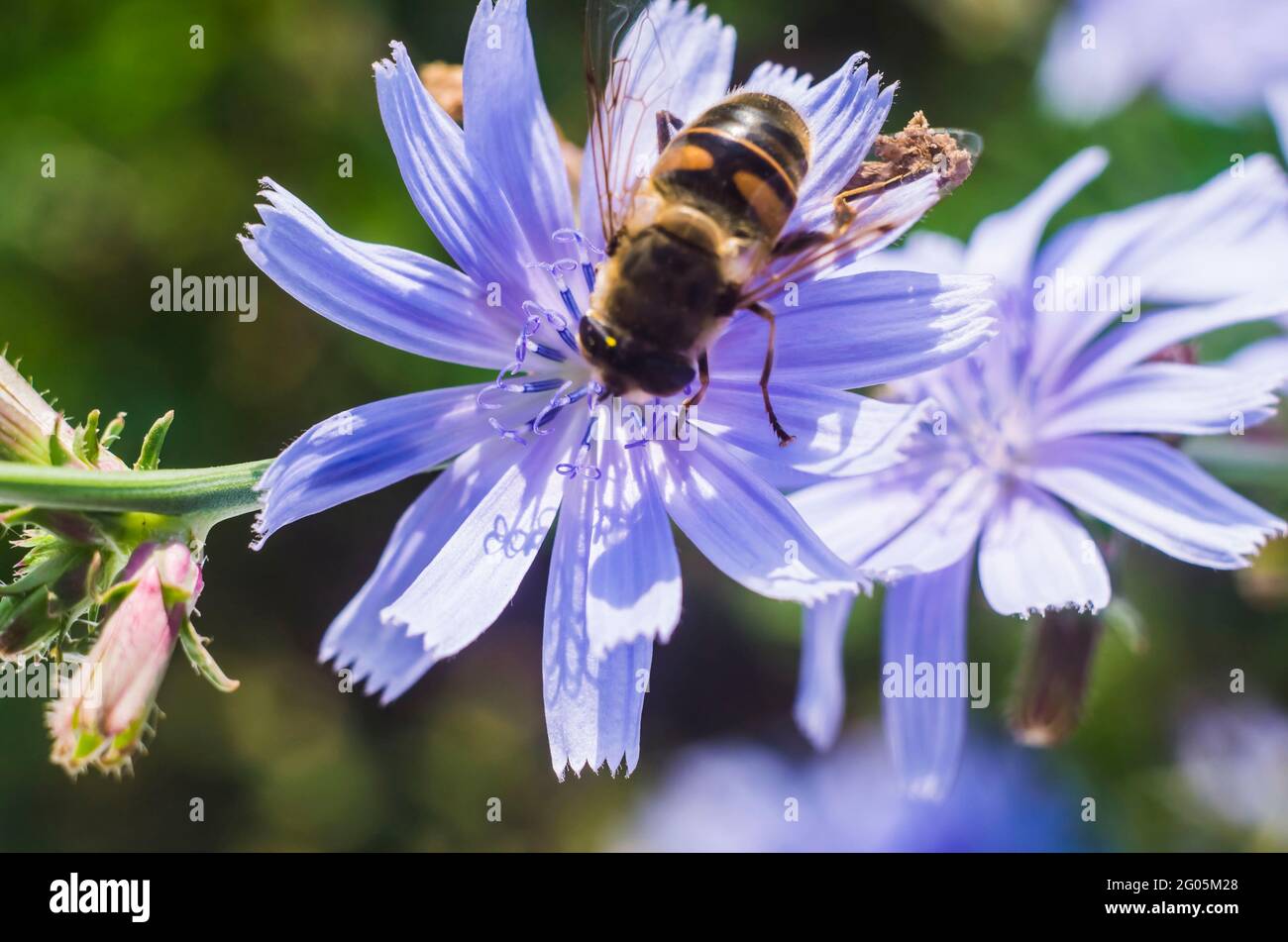 Abeille chicorée sur une fleur mauve clair. Photo naturelle de l'été. Banque D'Images