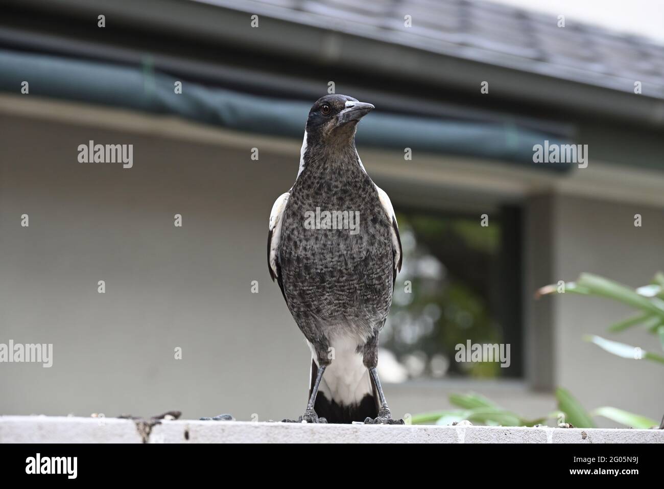 Un jeune magpie australienne perché au sommet d'un mur blanc, en face d'une maison Banque D'Images