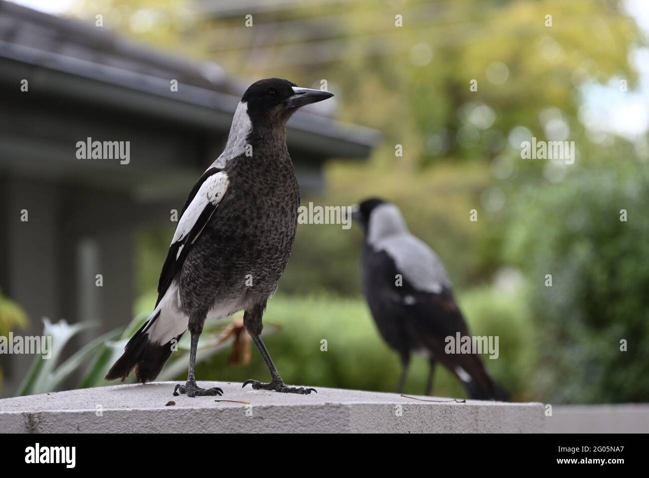 Un jeune magpie australienne debout sur un mur blanc, avec une maison, un jardin, et un autre magpie australienne en arrière-plan Banque D'Images