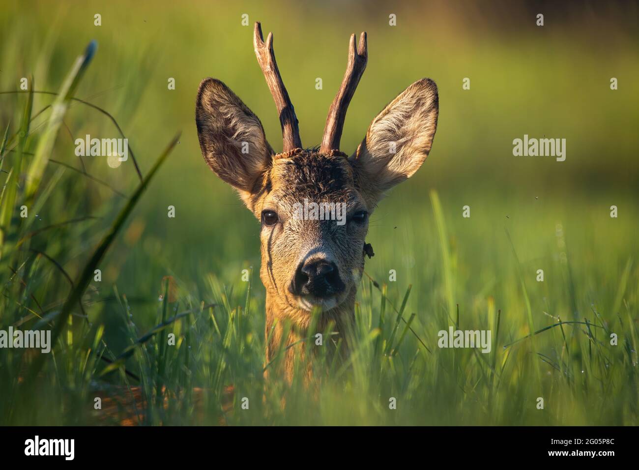 Un jeune chevreuil couché sur un pré et regardant la caméra Photo Stock -  Alamy