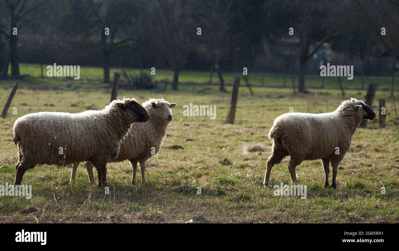 troupeau de moutons, trois moutons debout sur le pâturage Banque D'Images
