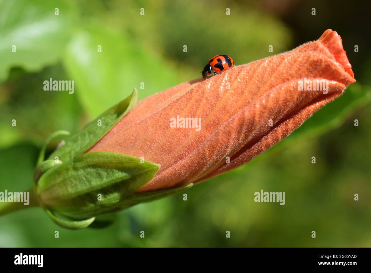 Coccinelle multicolore sur un hibiscus orange Banque D'Images Coccinelle multicolore sur un hibiscus orange Banque D'Images
