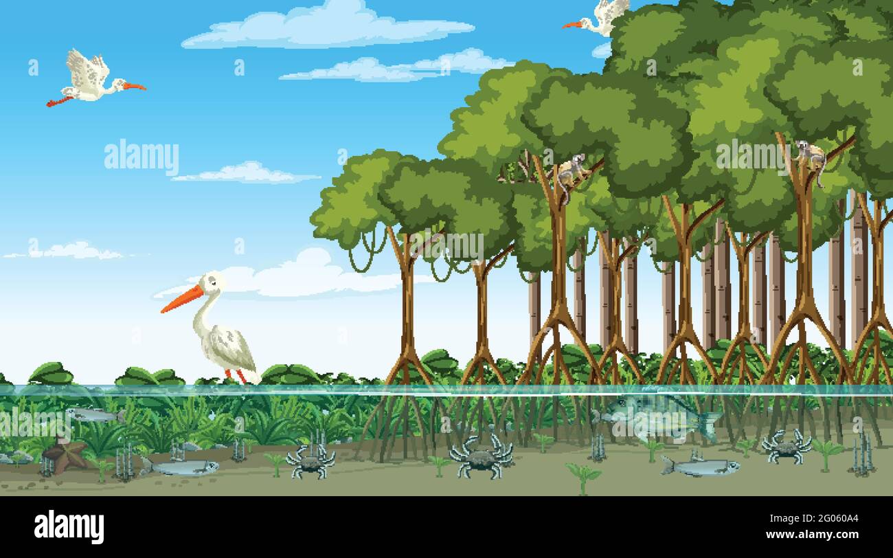 Scène de la forêt de mangroves en journée avec illustration des animaux Illustration de Vecteur