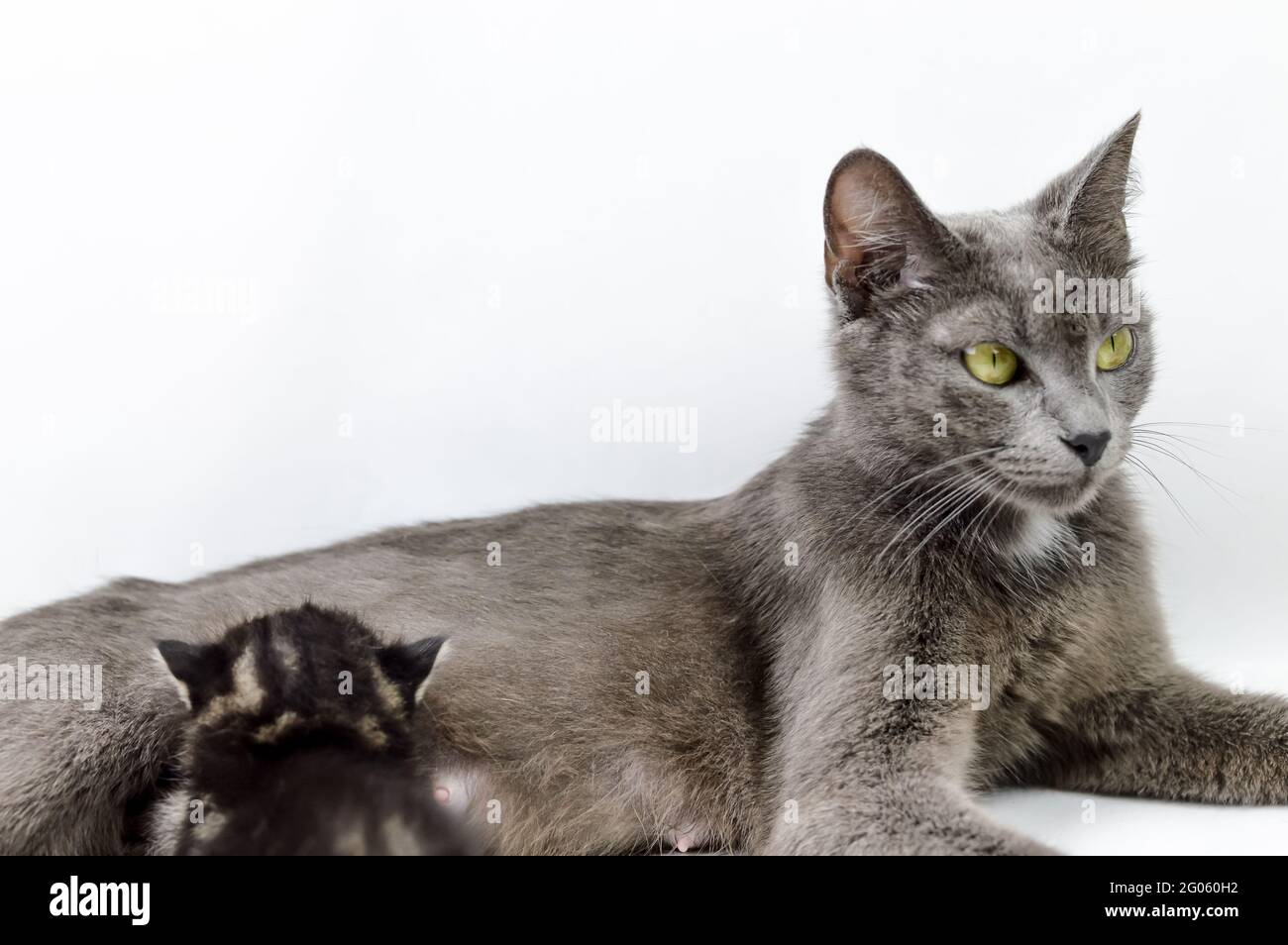 Portrait D Une Maman De Chat Gris Qui Allaite Un Chaton De Deux Semaines Sur Fond Blanc Mise Au Point En Profondeur Peu Profonde Gros Plan Photo Stock Alamy