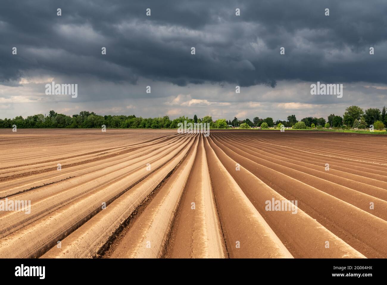 Champ agricole avec des rangs égaux au printemps. Culture de pommes de terre. Nuages noirs pluvieux en arrière-plan Banque D'Images
