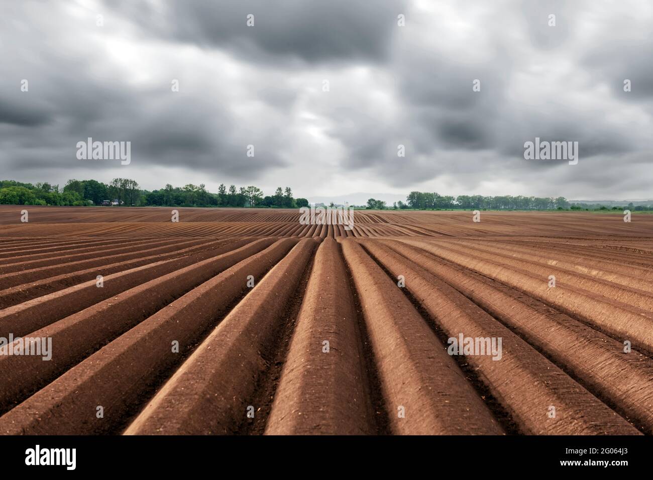 Champ agricole avec des rangs égaux au printemps. Culture de pommes de terre. Nuages noirs pluvieux en arrière-plan Banque D'Images