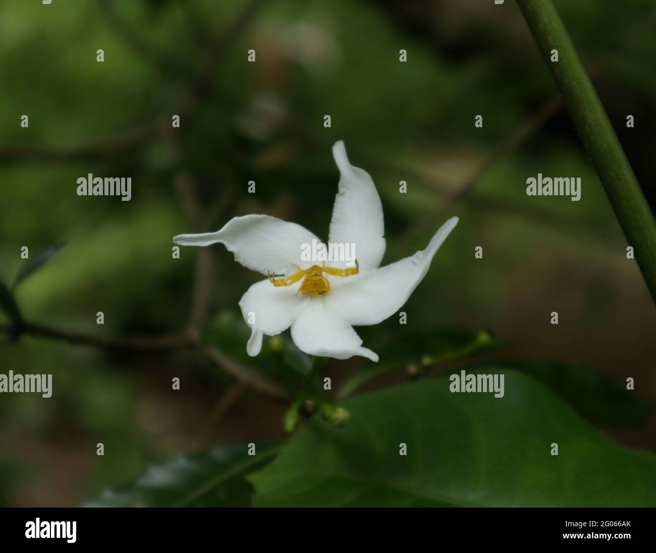Une araignée jaune qui répand ses mains sur une fleur blanche en prévision de la proie Banque D'Images