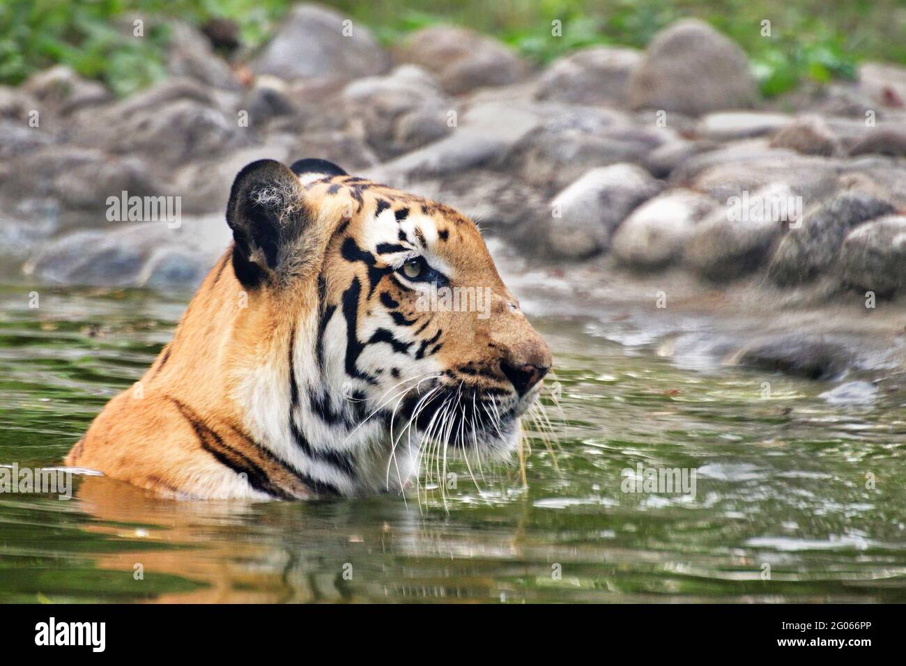 Magnifique tigre du Bengale royal , Tigre de Panthera, baignade dans l'eau.C'est la plus grande espèce de chat et en voie de disparition , que l'on trouve seulement dans la forêt de mangroves de Sundarban. Banque D'Images