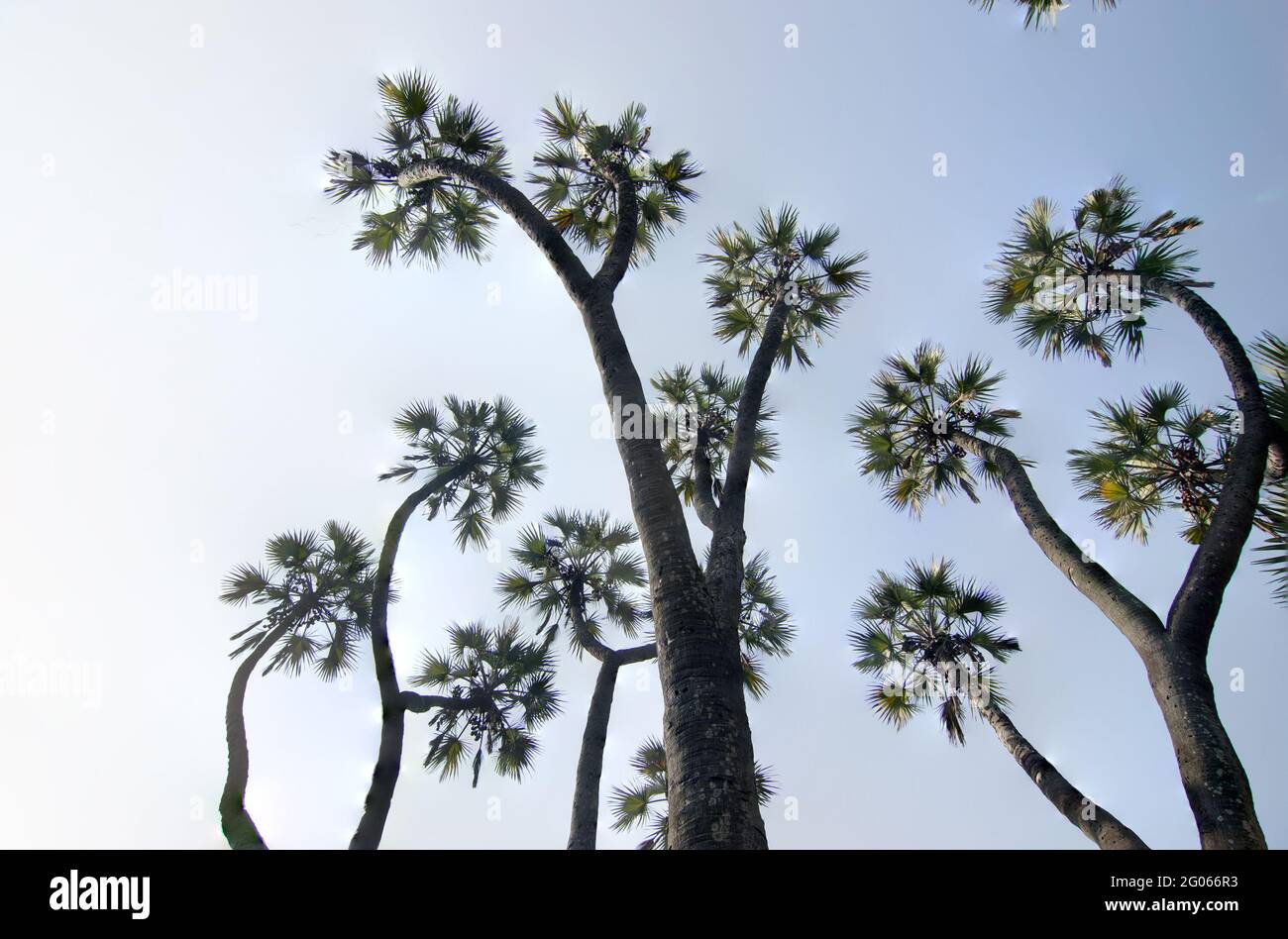 Focus image empilée de palmiers , haut jusqu'au ciel bleu en arrière-plan. Belle image de réserve naturelle, vue pittoresque naturelle indienne. Banque D'Images
