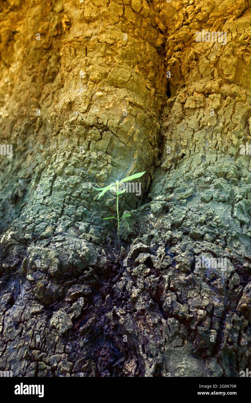 Nouvelles feuilles vertes nées sur l'ancien arbre, fond brun texturé , photo de stock de nature Banque D'Images