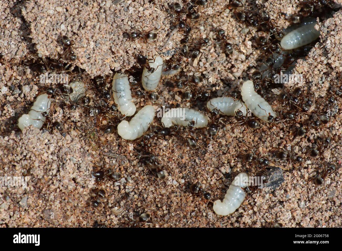 Fourmis avec larves Banque D'Images