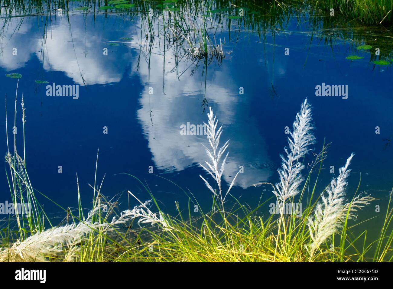 KanS herbe , Saccharum spontaneum et reflet de l'eau du ciel, Kolkata, Bengale occidental, Inde - automne accueillant dans la ville. Banque D'Images