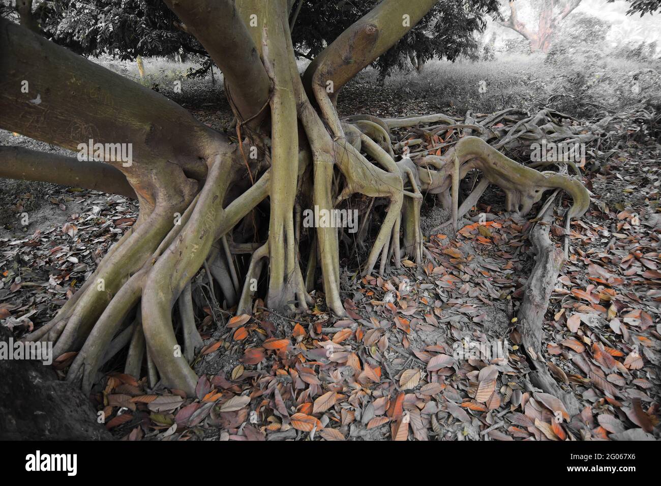 Des feuilles sèches se trouvant encore sur le sol à côté d'énormes racines d'arbres dans une forêt, belle scène matinale d'hiver.Perspective de disparition dans le brouillard du côté droit. Banque D'Images