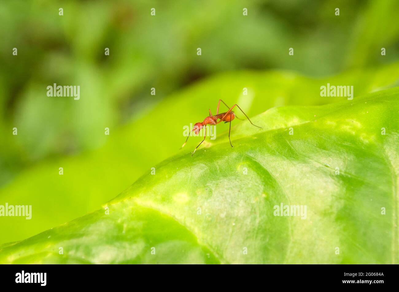 Un seul rouge Ant sur une feuille verte avec fond vert nature Banque D'Images
