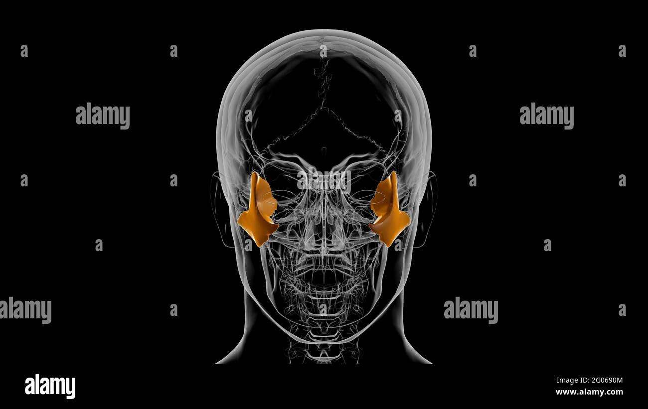 Squelette humain crâne zygomatique OS Anatomie pour le concept médical Illustration 3D Banque D'Images