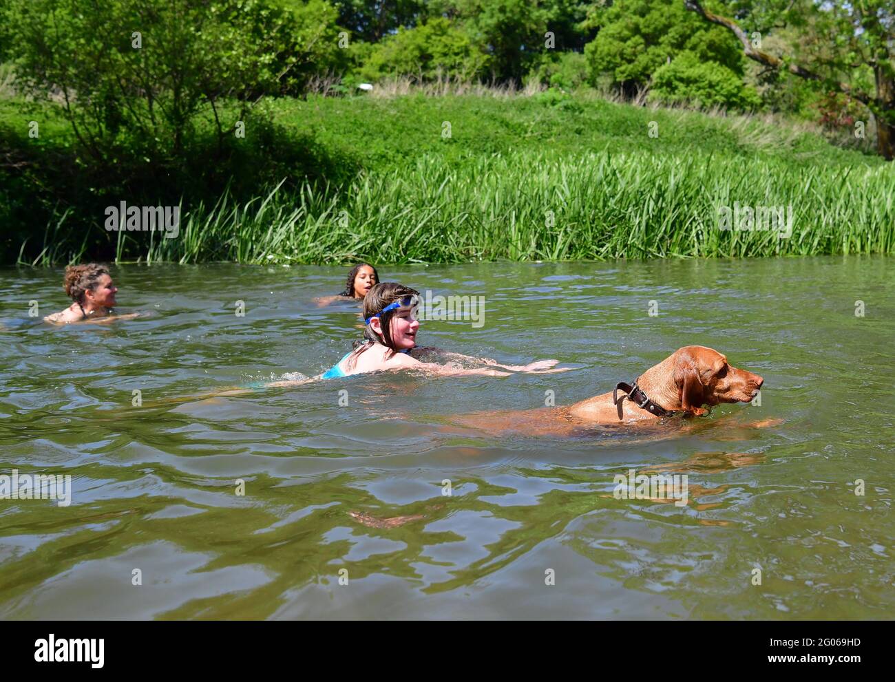 Le vizsla Willow allemand, âgé de trois ans, se joint aux nageurs pour se rafraîchir dans l'eau par temps chaud à Warleigh Weir, Bath, le premier jour de l'été météorologique. Date de la photo: Mardi 1er juin 2021. Banque D'Images
