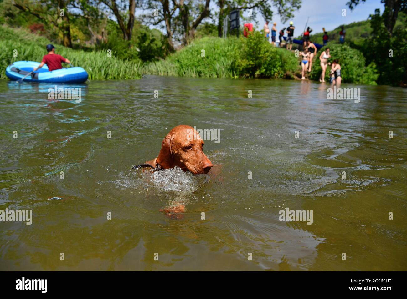Le saule allemand vizsla, âgé de trois ans, se rafraîchit dans l'eau par temps chaud à Warleigh Weir, Bath, le premier jour de l'été météorologique. Date de la photo: Mardi 1er juin 2021. Banque D'Images
