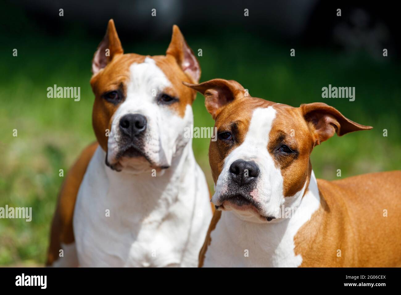 Deux Staffordshire terriens dans la nature en été. Mère et fils. Photo de haute qualité Banque D'Images