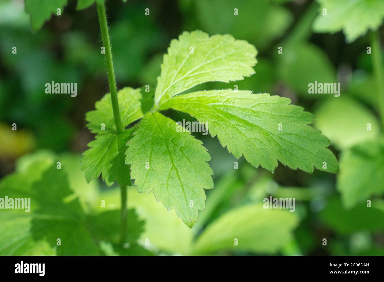 Gros plan feuille de bois d'Avens, Herb Bennett / Geum urbanum à hedgerow. Les racines ont le goût et l'arôme des clous de girofle, et la plante a été utilisée de manière médicale. Banque D'Images